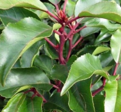 Prunus Lusitanica Brenelia®  Half Std.   - 15L - 1m