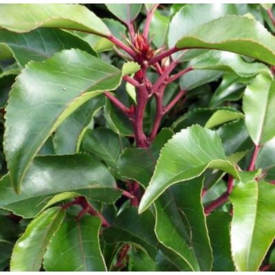 Prunus Lusitanica Brenelia(R) - 1/2 Std. - 0.8m