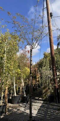 Prunus Okame (Cherry Tree) - High Std 30L- 180cm clear stem