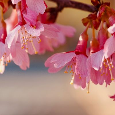 Prunus Okame (Cherry Tree) - High Std 30L- 180cm clear stem