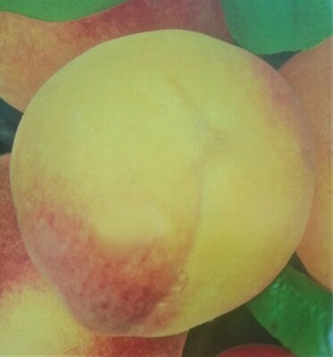 Prunus Persica Andross - (Peach Tree)