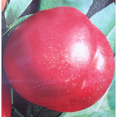 Prunus Persica Armking (Nectarine Tree)