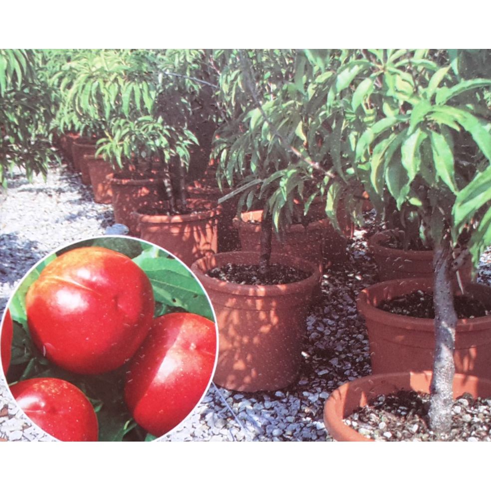 Prunus Persica Dwarf (Nectarine Tree) Windlestone Nursery & Garden
