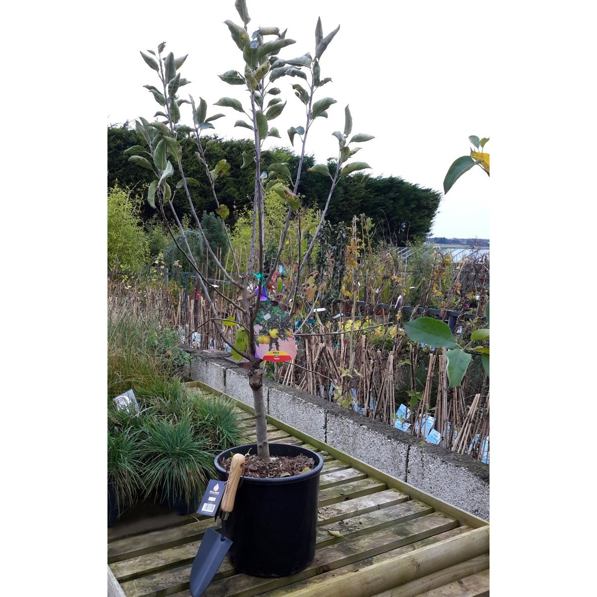 Prunus Persica Dwarf (Nectarine Tree) Windlestone Nursery & Garden