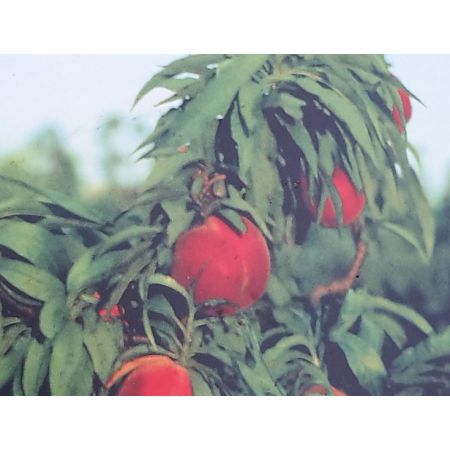 Prunus Persica Dwarf (Peach Tree) - image 1