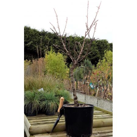 Prunus Persica Dwarf (Peach Tree) - image 3