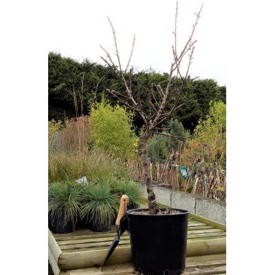 Prunus Persica Dwarf (Peach Tree) - image 3