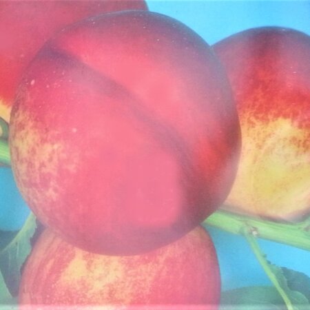 Prunus Persica Fairlane - (Nectarine Tree)