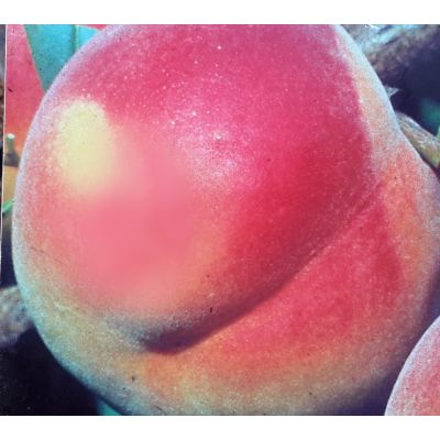 Prunus Persica Fayette (Peach Tree) - image 2