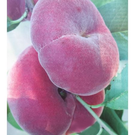 Prunus Persica Piatta Gialla (Peach Tree) - image 2