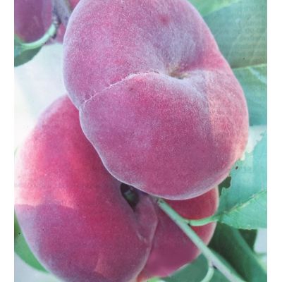 Prunus Persica Piatta Gialla (Peach Tree) - image 2