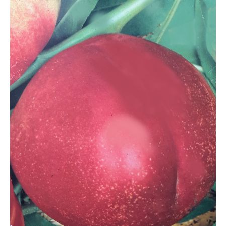 Prunus Persica Snow Queen (Nectarine Tree) - image 2