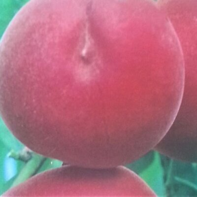 Prunus Persica Spring Lady - (Peach Tree)