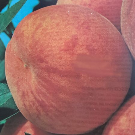 Prunus Persica Springcrest (Peach Tree) - image 2