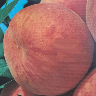 Prunus Persica Springcrest (Peach Tree) - image 2