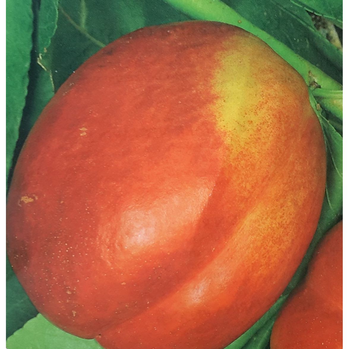 Prunus Persica Stark Red Gold (Nectarine Tree) Windlestone Nursery