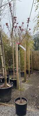Prunus Royal Burgundy (Cherry Tree) - 1/2 Standard 18L