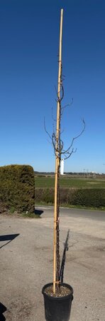 Prunus Serrula (Red Bark Cherry Tree) - 25L- 150cm clear stem