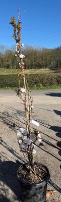Prunus Serrulata Amanogawa (Cherry Tree) 20L