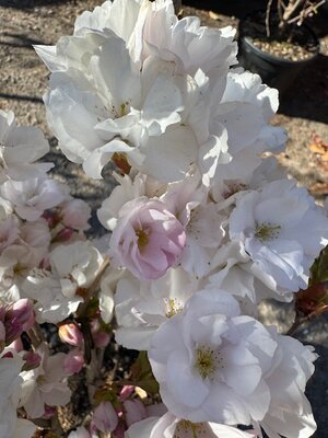 Prunus Serrulata Amanogawa (Cherry Tree) 20L - image 2