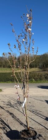 Prunus Serrulata Amanogawa (Cherry Tree) 25L - image 1