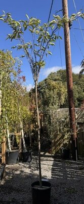 Prunus Serrulata Amanogawa (Cherry Tree) - High Std 35L- 200cm clear stem