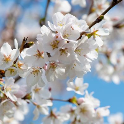 Prunus Serrulata Amanogawa (Cherry Tree) - High Std 35L- 200cm clear stem