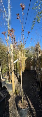 Prunus Serrulata Kanzan (Cherry Tree) - 1/2 Std 18L