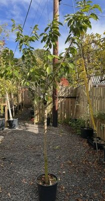 Prunus Serrulata Kanzan (Cherry Tree) - 1/2 Std 18L