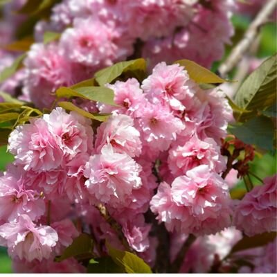Prunus Serrulata Kanzan (Cherry Tree) - High Std - 30L- 200cm clear stem