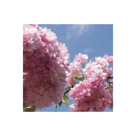 Prunus Serrulata Kiku-Shidare-Zakura (Weeping Cherry Tree)