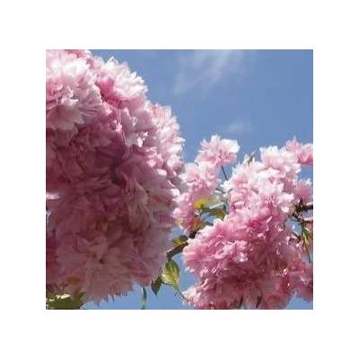 Prunus Serrulata Kiku-Shidare-Zakura  (Weeping Cherry Tree)