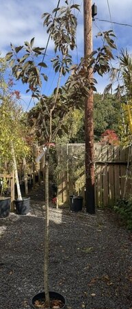 Prunus Serrulata Royal Burgandy (Cherry Tree) 18L 1/2 Standard