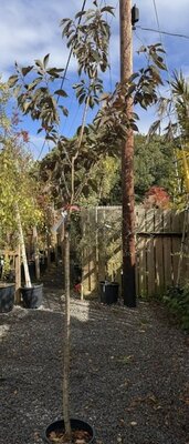 Prunus Serrulata Royal Burgandy (Cherry Tree) 18L 1/2 Standard
