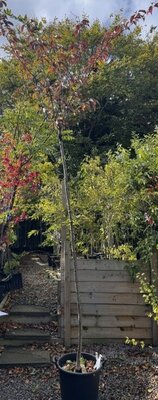 Prunus Serrulata Royal Burgundy (Cherry Tree) 30L High Std