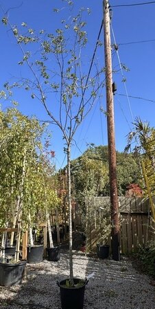 Prunus subhirtella Autumnalis (Cherry Tree) 35L Full Std
