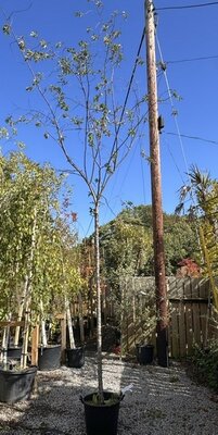 Prunus subhirtella Autumnalis (Cherry Tree) 35L Full Std