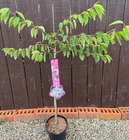Prunus subhirtella Autumnalis Rosea (Cherry Tree) - 1/4 standard 3L- 60cm clear stem