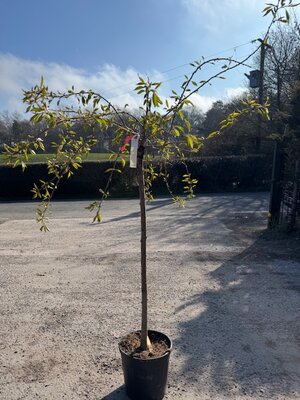 Prunus Subhirtella Pendula Rosea 1/2 std (Weeping Cherry Tree) 18L