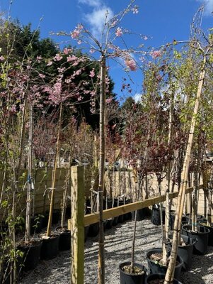 Prunus Subhirtella Pendula Standard (Weeping Cherry Tree) 25L
