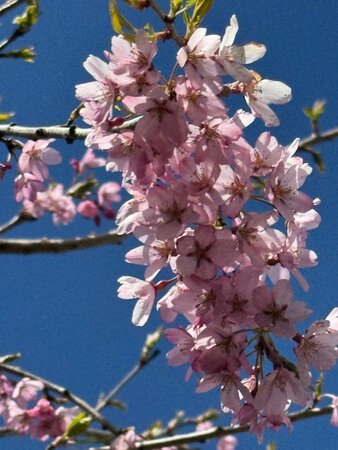 Prunus Subhirtella Pendula Standard (Weeping Cherry Tree) 25L - image 2