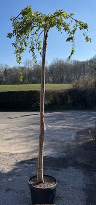 Prunus Subhirtella Pendula Standard (Weeping Cherry Tree) 30L