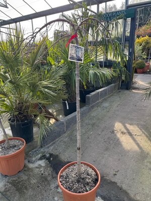 Prunus x Yedoensis ( Yoshino Cherry Tree) - 1/2 standard 25L - image 2
