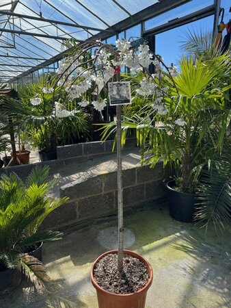Prunus x Yedoensis ( Yoshino Cherry Tree) - 1/2 standard 25L - image 1