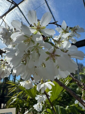 Prunus x Yedoensis ( Yoshino Cherry Tree) - 1/2 standard 25L - image 3