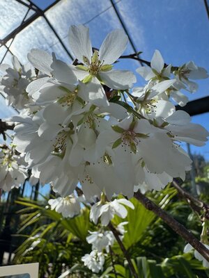 Prunus x Yedoensis ( Yoshino Cherry Tree) - 1/2 standard 25L - image 3