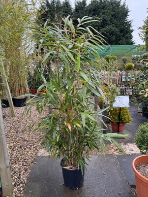 Pseudosasa Metake (Japonica) Bamboo - 15L