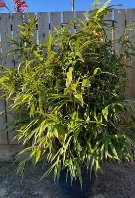 Pseudosasa Metake (Japonica) Bamboo - 50L
