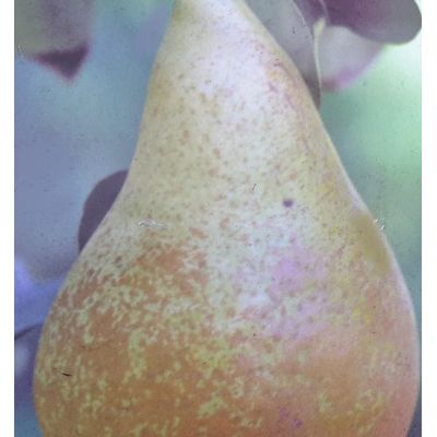 Pyrus Communis Conference (Pear Tree) - image 2