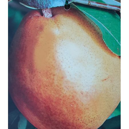 Pyrus Communis Decana Del Comizio (Pear Tree) - image 2